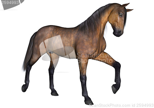 Image of Horse