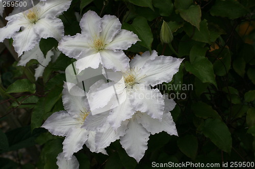 Image of clematis