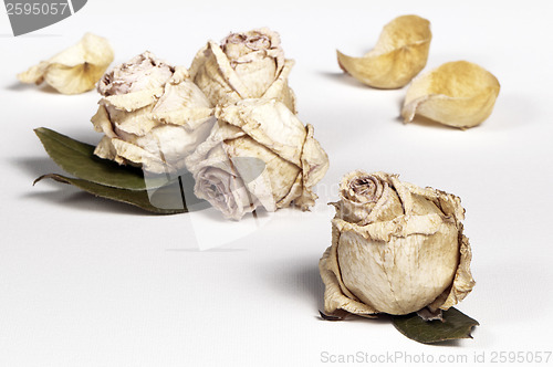 Image of Dried roses 