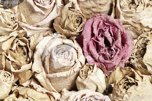 Image of Dried roses 