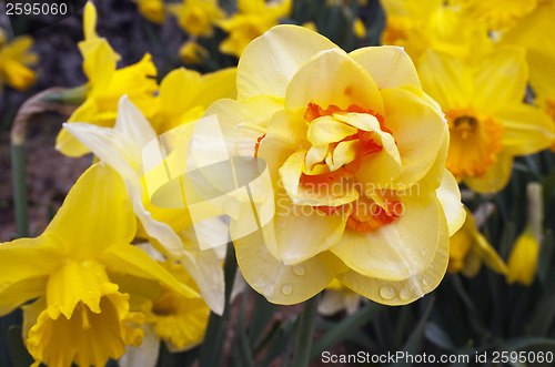 Image of Daffodil (Narcissus plant)