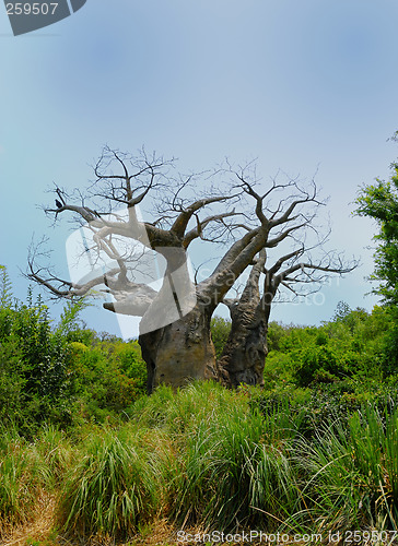 Image of Old Barren Tree