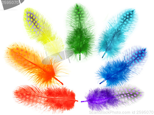 Image of Guinea fowl feathers are painted in bright colors of the rainbow