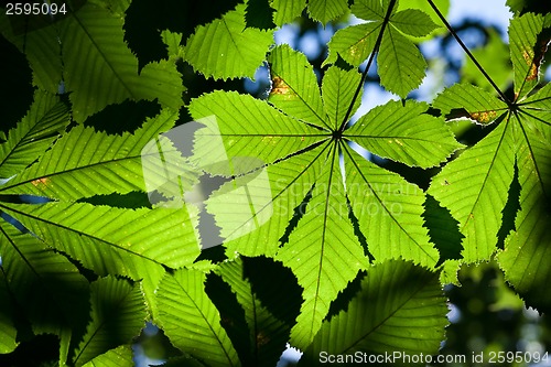 Image of Leaves background