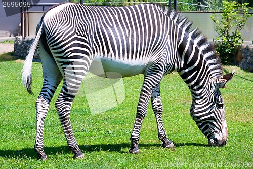 Image of Zebra