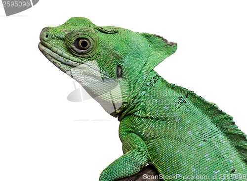 Image of Plumed basilisk