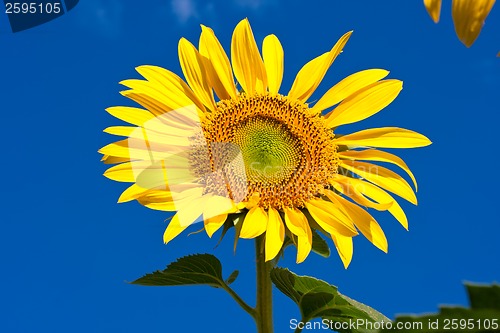 Image of Sunflower