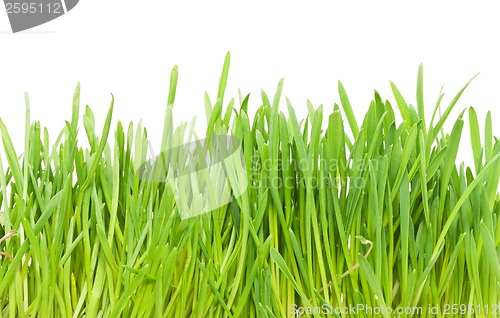 Image of Green grass