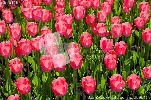 Image of Tulip flowers