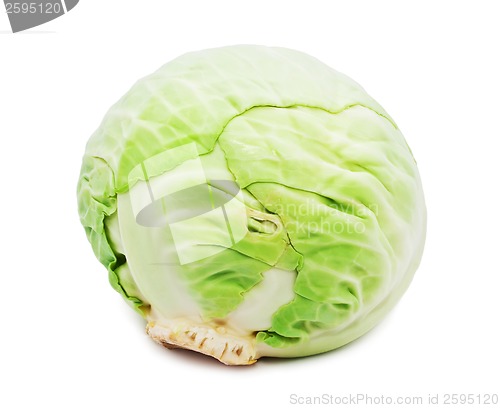 Image of Cabbage