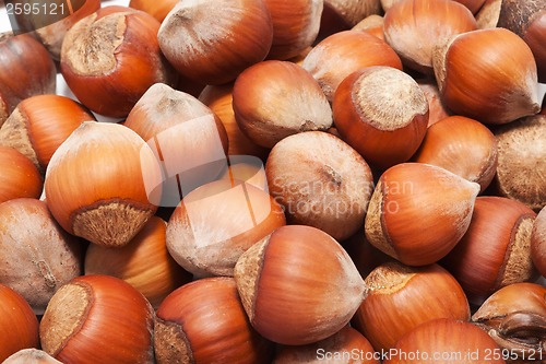 Image of Hazelnuts or filbert