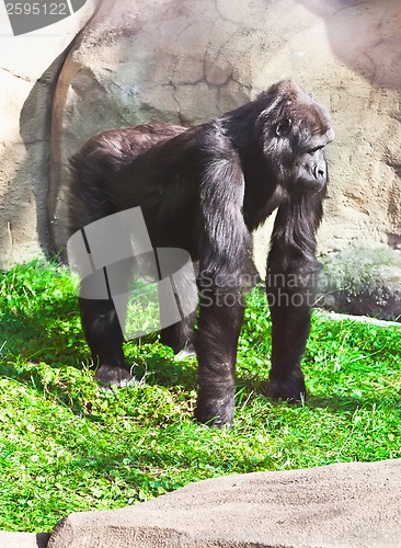 Image of Gorilla