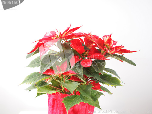 Image of Poinsettia