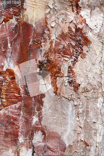 Image of Tree bark