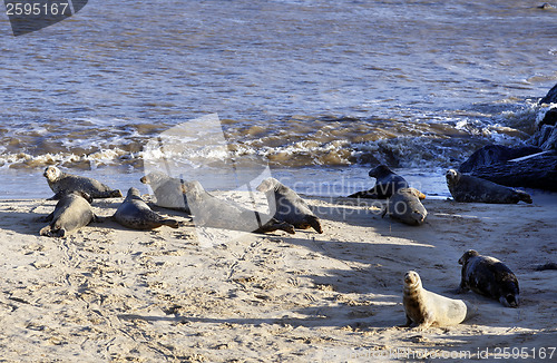 Image of Alert Grey Seals in England