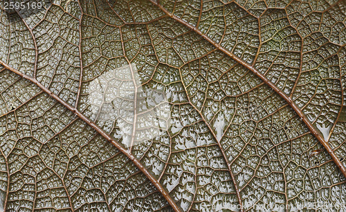 Image of Leaf vein macro