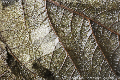 Image of Leaf vein abstract