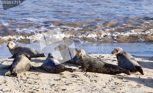 Image of Grey seal colony on Horsey Beach