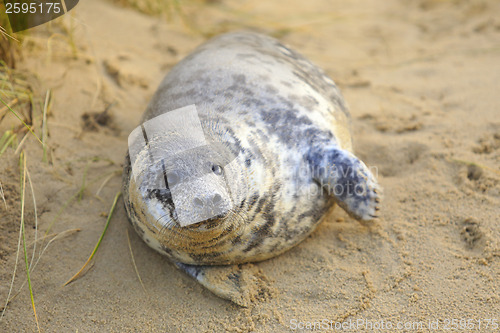 Image of Seal pup on the beach