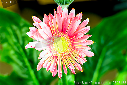 Image of China aster