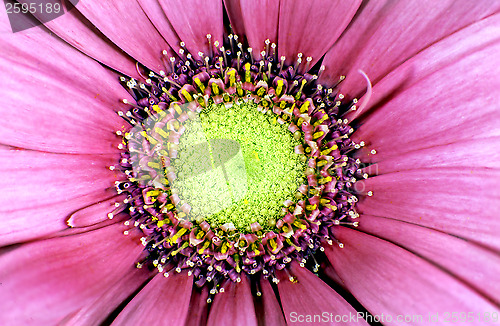 Image of China aster