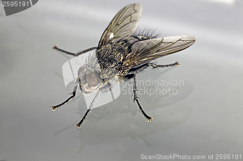 Image of Fly 