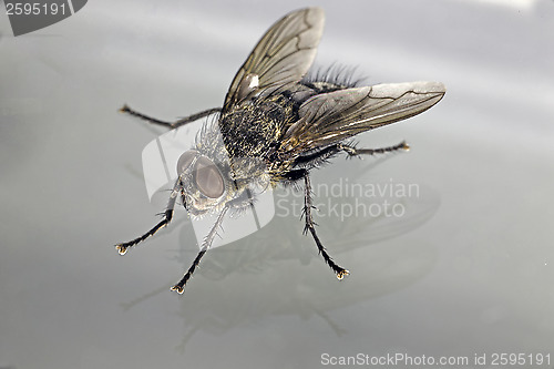 Image of Fly 