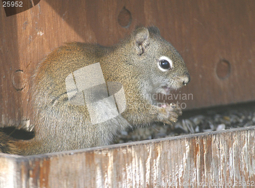 Image of squirrel feeding time