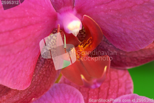 Image of Purple Phalaenopsis close-up