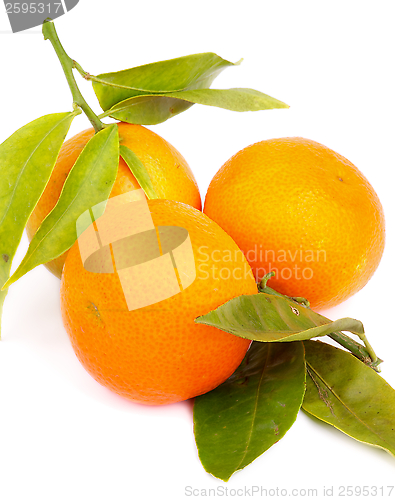 Image of Tangerines