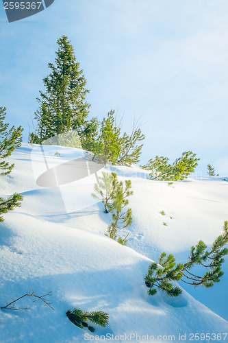 Image of snow and trees