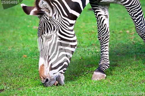 Image of Zebra