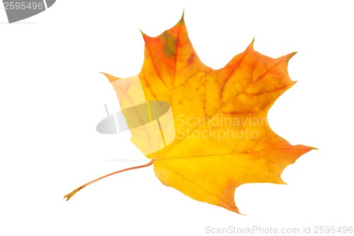 Image of Maple leaf