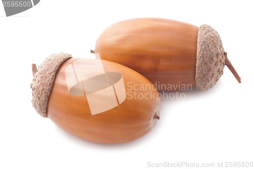 Image of Acorn