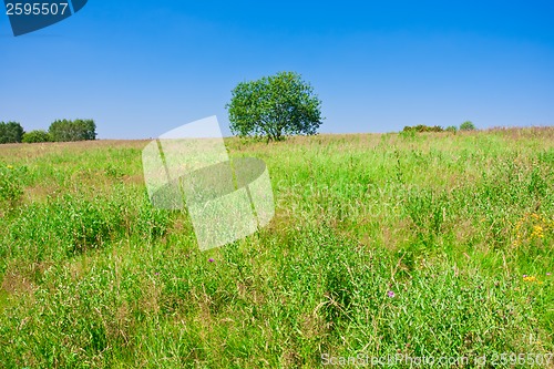Image of Tree and field