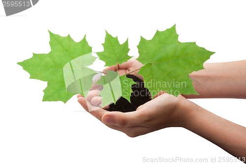 Image of Tree in hands
