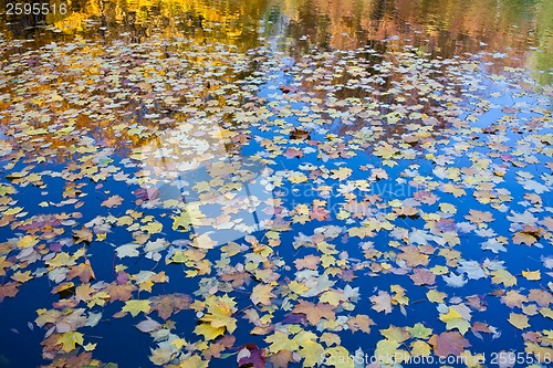 Image of Autumn