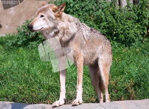 Image of Wolf