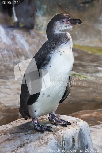 Image of Penguin