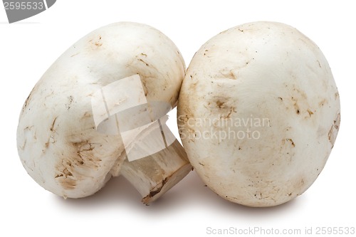 Image of Champignon mushrooms