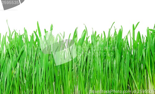 Image of Green grass