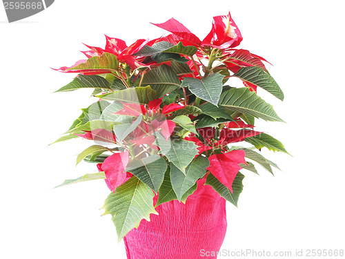 Image of Poinsettia