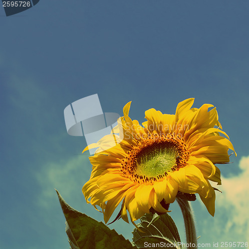 Image of sunflower under blue sky - vintage retro style