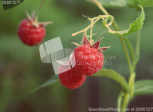 Image of raspberry - vintage retro style