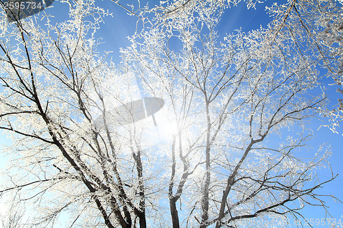 Image of Frozen tree branches