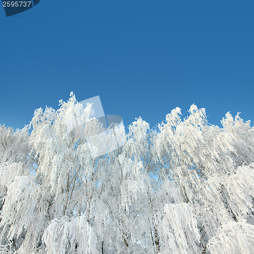 Image of ice winter woods under sky