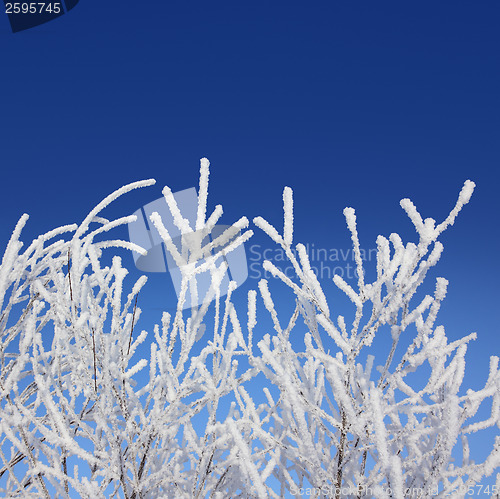 Image of frost winter branches under blue sky