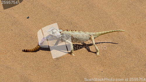 Image of Namaqua Chameleon hunting in the Namib desert