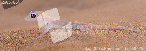 Image of Palmatogecko (Pachydactylus rangei), also known as Web-footed Ge