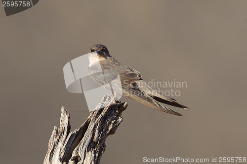 Image of Swallow Sand Martin (Riparia riparia)